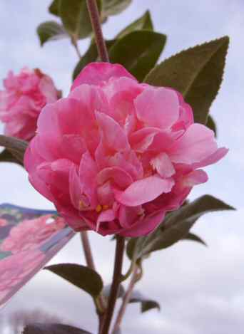 Camellia doulbe pink evergreen flowering shrub